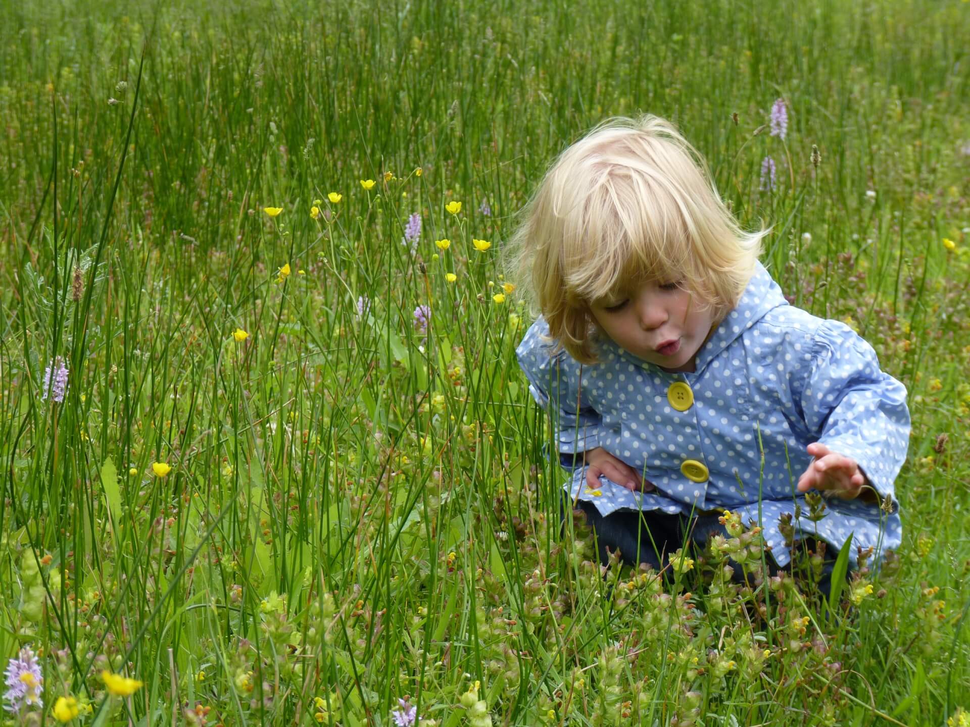 A small child wearing a blue coat in a green field looking at the wild flowers