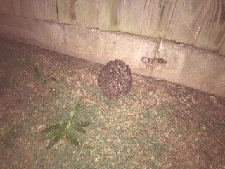 Hedgehog